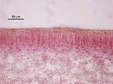 Sezione trasversale della lamina a livello di un nematecio